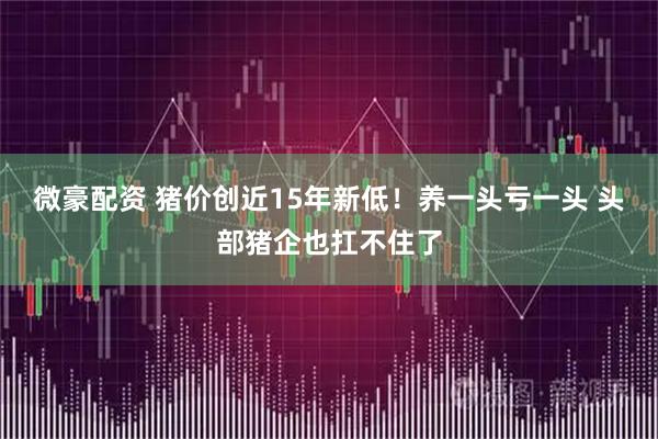 微豪配资 猪价创近15年新低！养一头亏一头 头部猪企也扛不住了